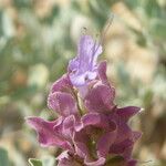 Salvia pachyphylla Цвят