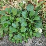 Leucanthemum ircutianum Агульны выгляд