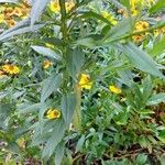 Helenium autumnale Yaprak