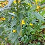 Helenium autumnale Lapas