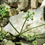 Heracleum pumilum Libunga