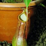 Nepenthes alata Blatt