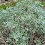 Artemisia thuscula Habit