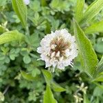 Trifolium nigrescens Floare