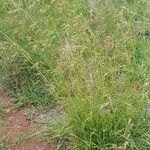 Themeda triandra Fula