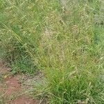 Themeda triandra फूल