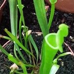 Sarracenia flava Folha