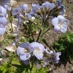 Polemonium caeruleum Flor