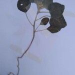 Chenopodium vulvaria Blatt