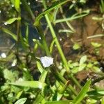 Murdannia keisak Flower
