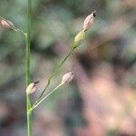 Panicum simile Fruit