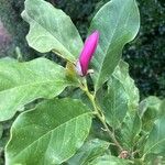 Magnolia liliiflora Blüte