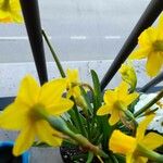 Narcissus assoanus Floro