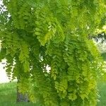 Robinia pseudoacaciaΦύλλο