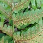 Dryopteris erythrosora Fruit