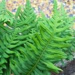 Polypodium interjectum ഇല