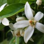 Citrus aurantium Flor