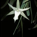 Angraecum sesquipedale Flower