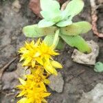 Sedum palmeri ശീലം