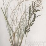 Eragrostis curvula Συνήθη χαρακτηριστικά