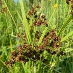 Scirpus atrovirens Liść