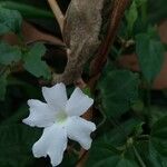 Thunbergia laevis Цветок