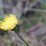 Pilosella peleteriana Λουλούδι