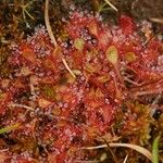 Drosera × obovata പുഷ്പം