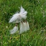 Eriophorum angustifolium Blomst