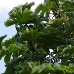 Cecropia latiloba List