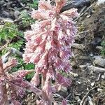 Petasites hybridusFlower