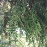 Picea orientalis Deilen