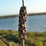 Melaleuca armillaris Frukt