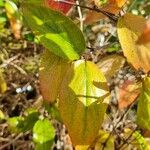 Viburnum carlesii Leaf