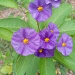 Lycianthes rantonnetii Flower