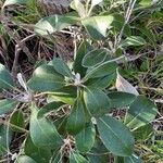 Pachystegia insignis Blatt