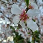 Prunus amygdalus Floare