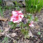 Rhododendron alabamense Kukka