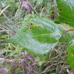 Rubus adscitus Other