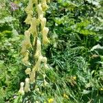 Aconitum lycoctonum Flower