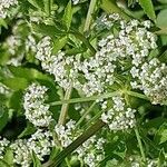 Sium latifolium Flower