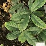 Excoecaria cochinchinensis Leaf
