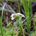 Moneses uniflora Žiedas