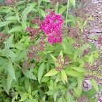 Spiraea japonica 整株植物