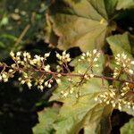 Heuchera villosa Kukka