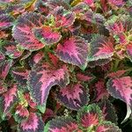 Coleus decurrens Feuille