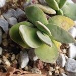 Crassula cotyledonis Leaf