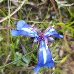 Herbertia pulchella Flower