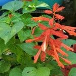 Salvia regla Lorea