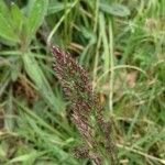 Agrostis stolonifera Blomma